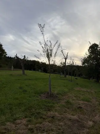 Foto treephoto-qy4ux78x83oegde15t5x3xlz.jpeg