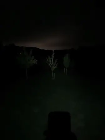 Foto treephoto-yrqeskgkjxqvurh3gx8viwsw.jpeg