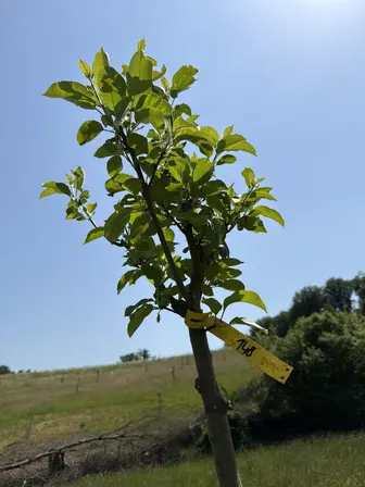 Foto treephoto-ji689l101q02g4autotxrfhm.jpeg