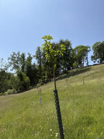 Foto treephoto-m6tw28lr6tm6g6sejmcq3zdq.jpeg