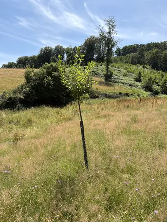 Foto treephoto-n1hvxl9kyhvwcg04ryt9f7bb.jpeg