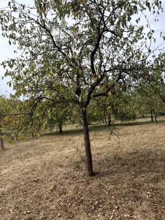 Foto treephoto-dwwcg0h0o1ewucth4mmy3fnd.jpeg