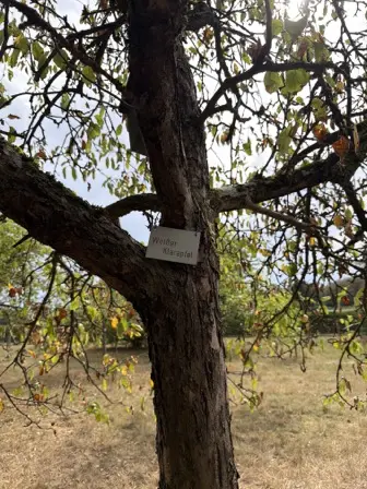Foto treephoto-ibuanrl6dpj9hnk6uzr705ku.jpeg