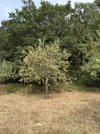 Foto treephoto-om2jrb319lgm5whwf1sin0g6.jpeg