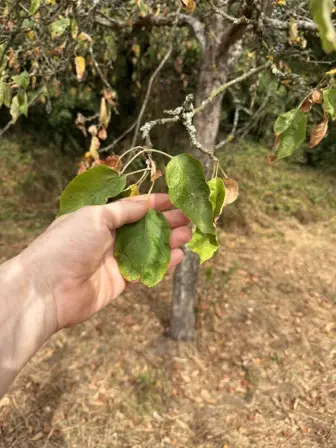 Foto treephoto-y0pcqwbk3wl3j7nifp1f0ge4.jpeg