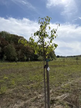Foto treephoto-tuoveastu8wczhigt5wcpzbf.jpeg