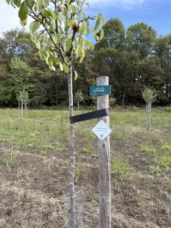 Foto treephoto-w5929smwgp3vkeffpqcrt19v.jpeg
