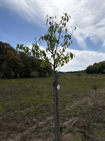 Foto treephoto-yz0j2por5mxjwtwr2b2slbm8.jpeg