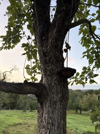 Foto treephoto-bvz8t0lj322yxe4g93ss8o39.jpeg
