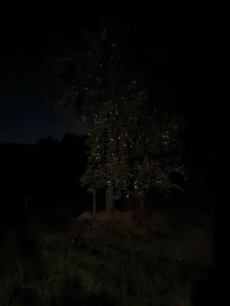 Foto treephoto-d3ir9psgfepar6wf19mpqekm.jpeg