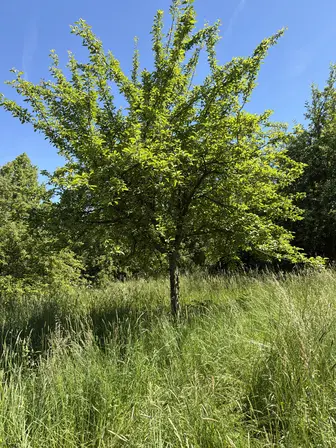 Foto treephoto-a3t5hw91oyt1lonzjukdjah9.jpeg