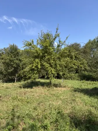 Foto treephoto-go5shbyzac9m13o6aopyeyba.jpeg