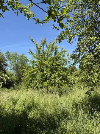 Foto treephoto-hcmfnuvwt95y0riu01ldd2uq.jpeg