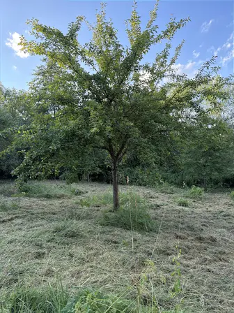 Foto treephoto-hrz6z8o1sskk3bnqquodhbdd.jpeg