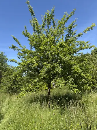 Foto treephoto-m389upaf2cdfyjzhjk2t3tw4.jpeg