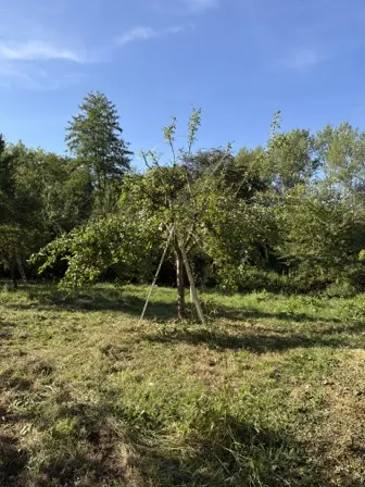 Foto treephoto-mciqxeiyuysp5k18y7e0jdr1.jpeg