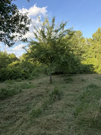 Foto treephoto-nxwixxj3wriofmx5a01o23to.jpeg