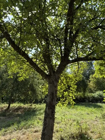 Foto treephoto-p215qldlppo35rpfdbsr9109.jpeg