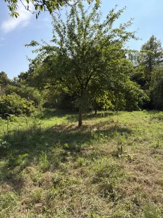 Foto treephoto-rkf9zytth5tgimb32bbhez2b.jpeg