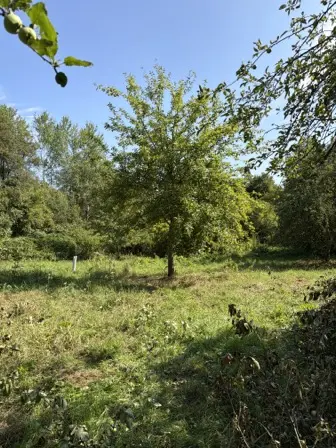 Foto treephoto-ru1mfmfqiyk44auzod8ohmes.jpeg