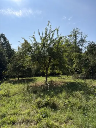 Foto treephoto-s381s7rbgzc9hu4u2ibiuzl5.jpeg