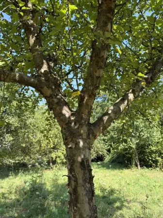 Foto treephoto-xi32fq4xjxstha34srtluyvl.jpeg