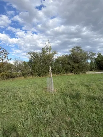 Foto treephoto-nmih7g4o07d062mr1vfrqith.jpeg