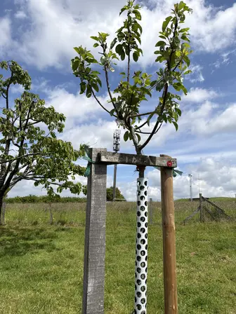 Foto treephoto-mcklb4x6tvo98cef6h0j9x4c.jpeg