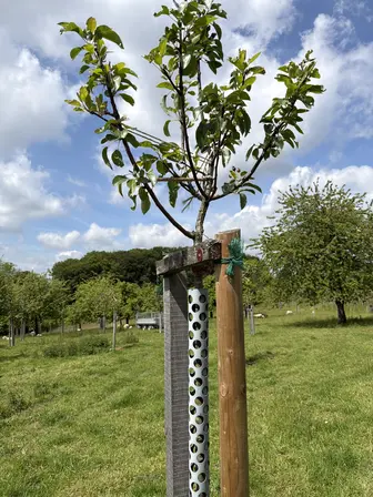 Foto treephoto-q3umnvskkigsmtmnvdxip4vw.jpeg