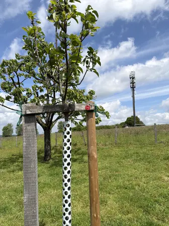 Foto treephoto-qwgxrnqiun3ie07esg7phcr5.jpeg
