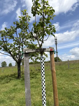 Foto treephoto-shtd9d7uwz0efqu36bbdrsz2.jpeg