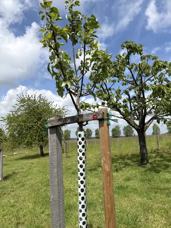Foto treephoto-t9m8agyuz2efuts62mq4mxtw.jpeg