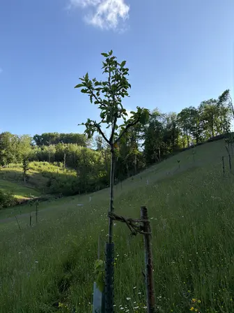 Foto treephoto-a3qkw2ue25afz7z404lzveil.jpeg