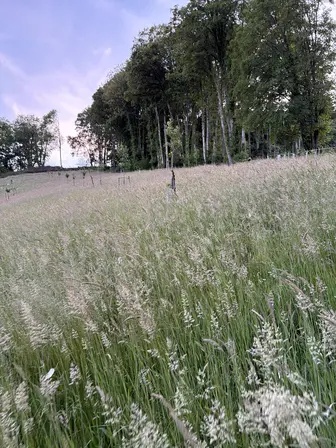 Foto treephoto-b16ce8kgg0vgwh54gvrz8kpf.jpeg