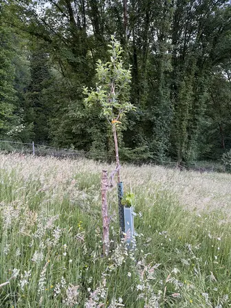 Foto treephoto-it53ecc7uqa9ugwc485ihu3a.jpeg