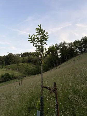 Foto treephoto-sng5aqqtj7kiue9obx0s4mzx.jpeg