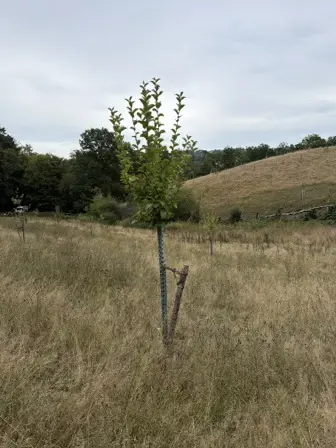 Foto treephoto-aqz8q99e48178qt4t8kn25w4.jpeg
