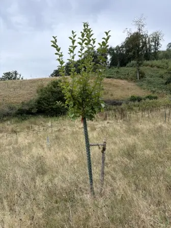 Foto treephoto-q3b99jjp2ztokyrf84xoc5n6.jpeg