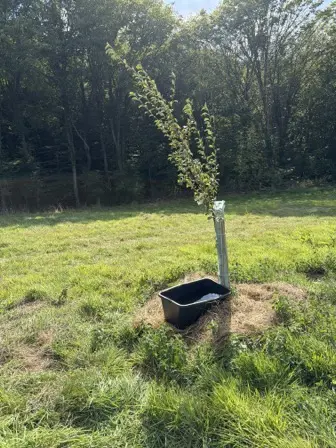 Foto treephoto-pphaahg4olpo9yfa2x10cdfn.jpeg