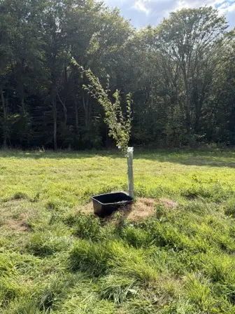 Foto treephoto-t83yhggaf3gsukg70ote4wdg.jpeg