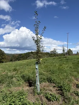 Foto treephoto-y3p1w104epcnsoeugfs4wyzl.jpeg