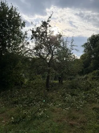 Foto treephoto-c7ycfcpverg2az8o0b841epy.jpeg