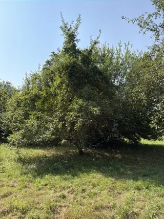 Foto treephoto-dhl5gmmrsdfadx1cq4438zfk.jpeg
