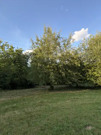 Foto treephoto-japo8z4smmflo9lbetc670yb.jpeg
