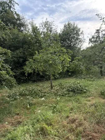 Foto treephoto-lra7ex89wk8f0ujsi5meotlm.jpeg