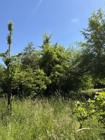 Foto treephoto-m3dg6xdb2rk9ywesea61hbti.jpeg