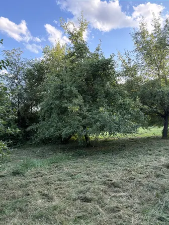Foto treephoto-m4xkr3j05ais1krjhqj3yr2b.jpeg