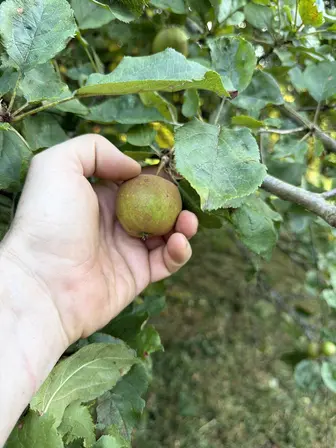 Foto treephoto-oq7lyvllq462csfmcn4oqatb.jpeg