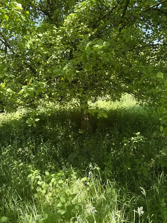 Foto treephoto-qj34u61s2seaf7mrok0k91ko.jpeg