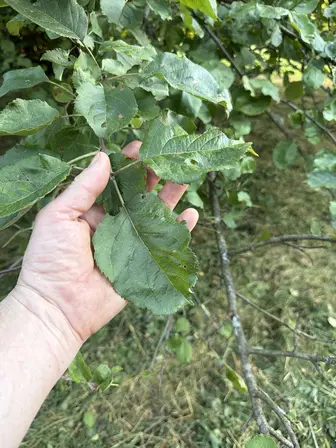 Foto treephoto-qvkb9nrsx3njz979grq9bly2.jpeg
